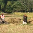 Petani Ponorogo Mulai Panen Padi, Hasil Kurang Maksimal